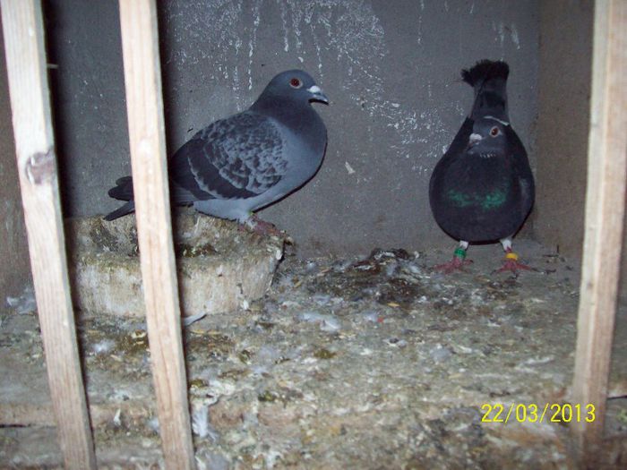 101_5536 - porumbei matca 2013