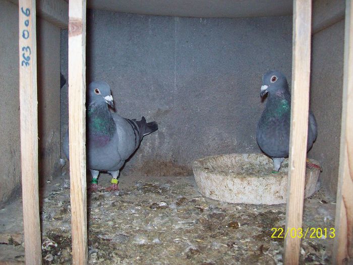 101_5538 - porumbei matca 2013