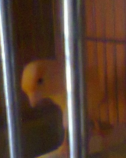 Fotogr.0203 - canari