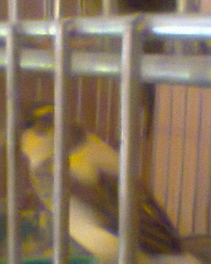 Fotogr.0205 - canari