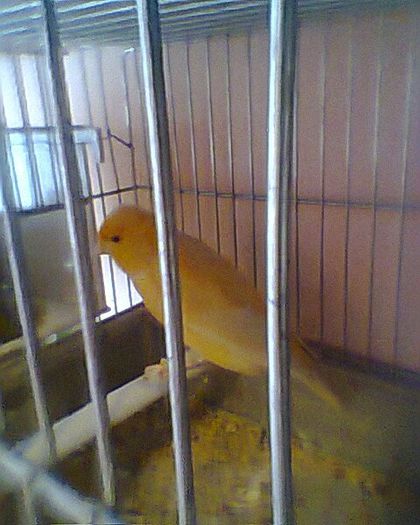 Fotogr.0178 - canari