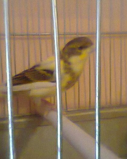 Fotogr.0179 - canari
