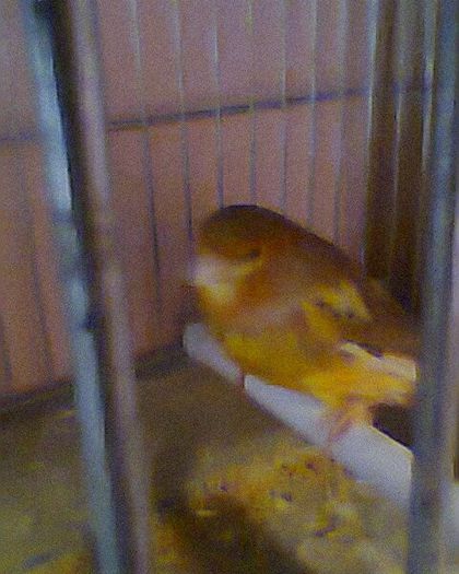Fotogr.0186 - canari