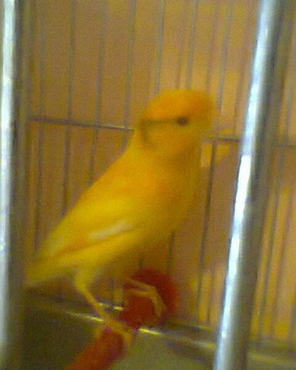 Fotogr.0200 - canari