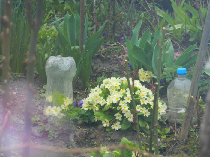 DSCN5824 MARTIE 22 - MARTIE 2013