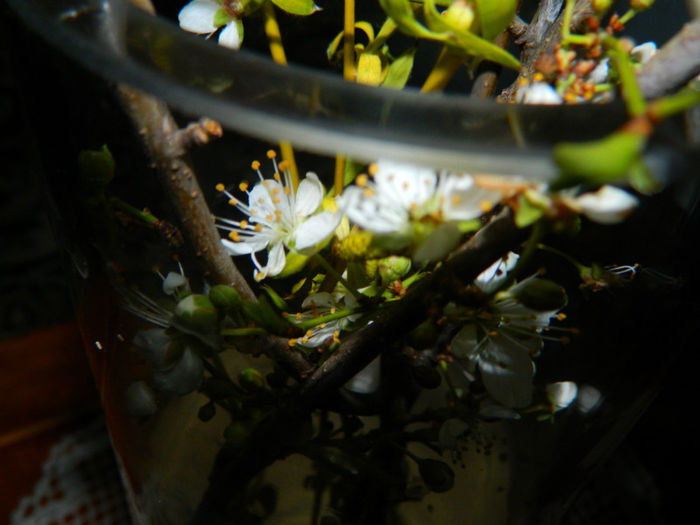 DSCN5830 - MARTIE 2013