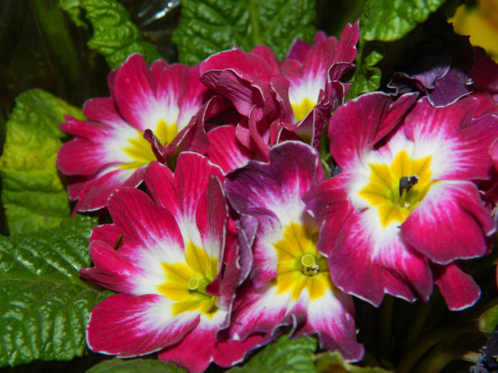 DSCN5854 - MARTIE 2013