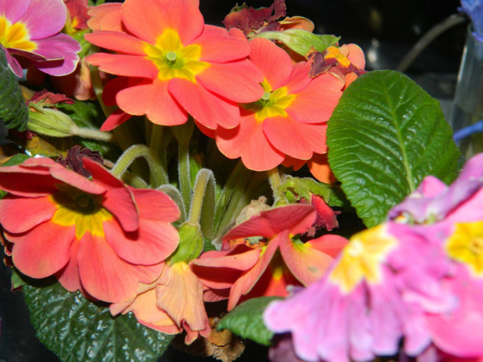 DSCN5855 - MARTIE 2013