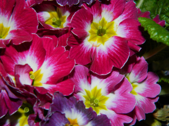 DSCN5857 - MARTIE 2013