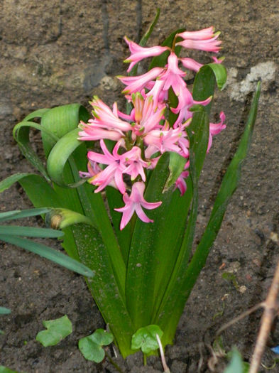 DSCN5858 - MARTIE 2013