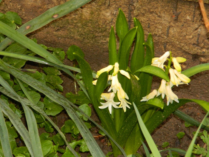 DSCN5859 - MARTIE 2013