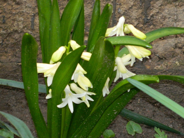 DSCN5860 - MARTIE 2013