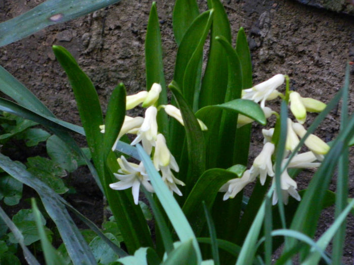 DSCN5861 - MARTIE 2013