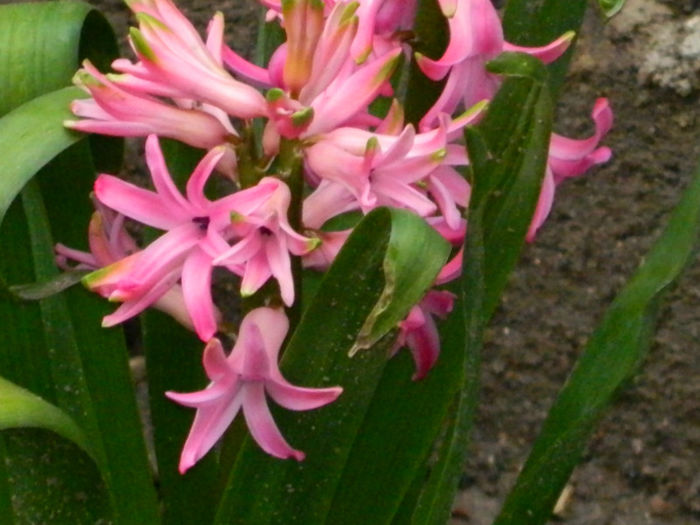 DSCN5862 - MARTIE 2013