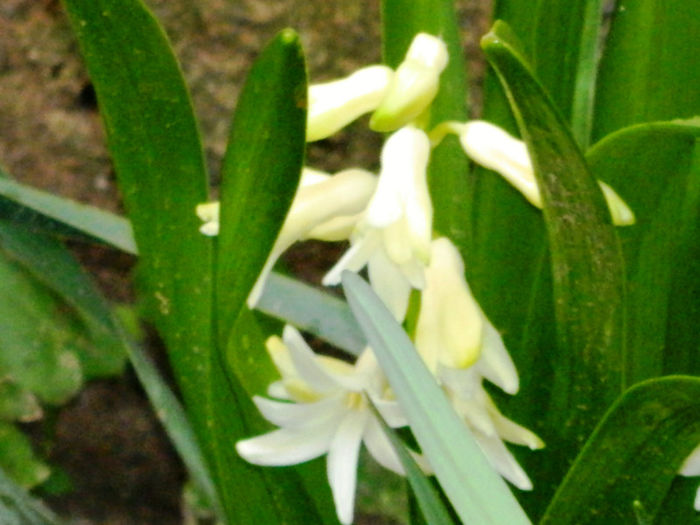 DSCN5863 - MARTIE 2013