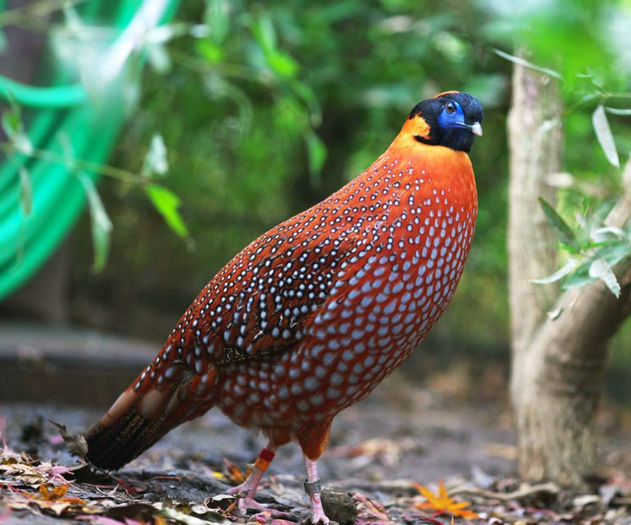 TEMICH TRAGOPAN - FAZANI