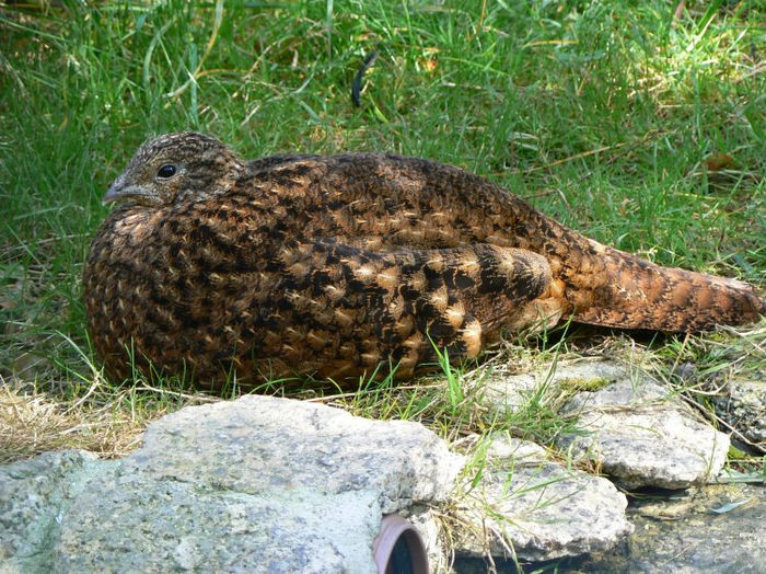 GAINA TEMICH TRAGOPAN