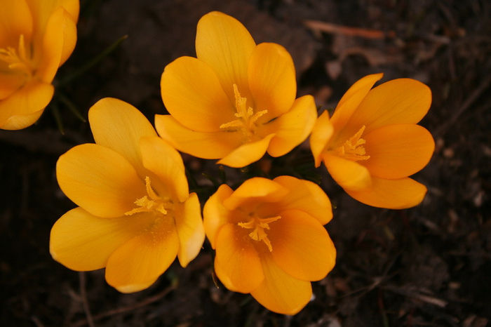 Yellow Mammoth - Crocus 2013