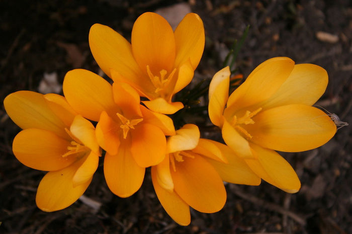 Yellow Mammoth - Crocus 2013