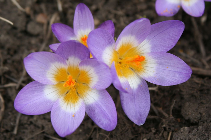 Tricolor - Crocus 2013