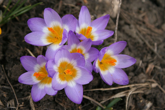 Tricolor - Crocus 2013