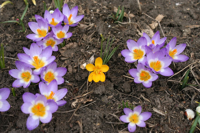 Tricolor - Crocus 2013