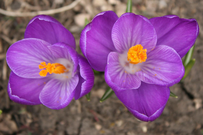 Remembrance - Crocus 2013