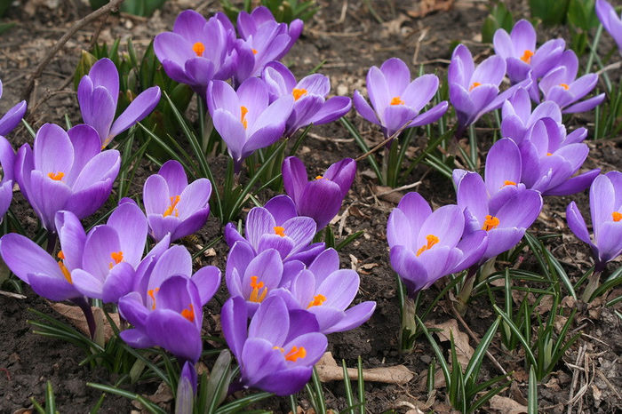 Remembrance - Crocus 2013