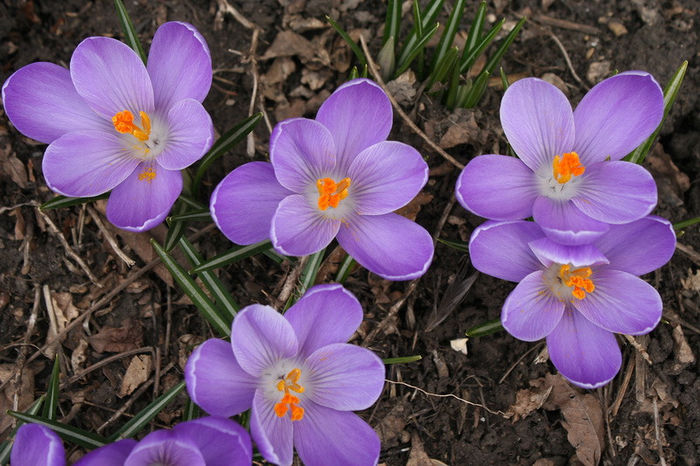 Remembrance - Crocus 2013