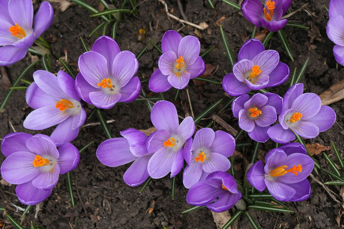 Remembrance - Crocus 2013