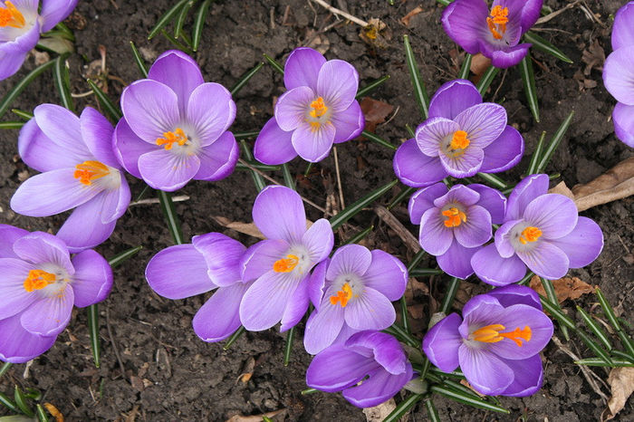 Remembrance - Crocus 2013