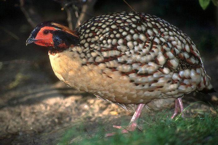 CABOT TRAGOPAN - FAZANI