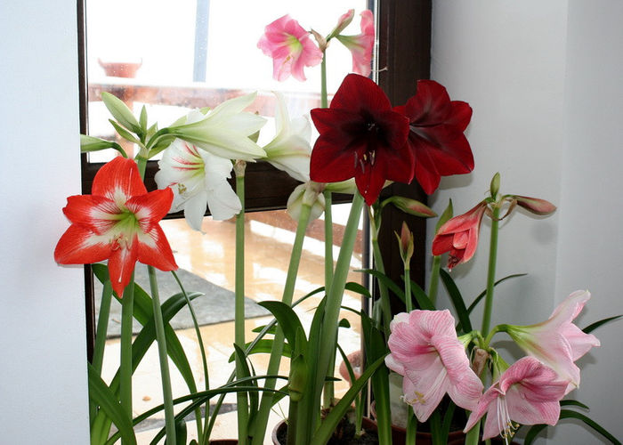 22 martie 2013 - Amaryllis - 2013