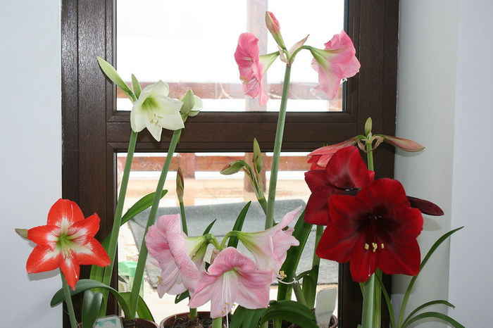 22 martie 2013 - Amaryllis - 2013