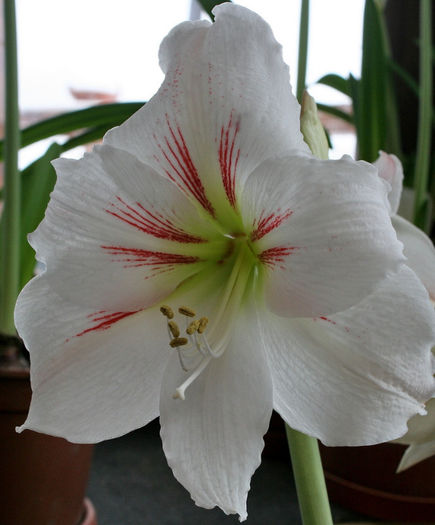 Alb Piatra Neamt - Amaryllis - 2013