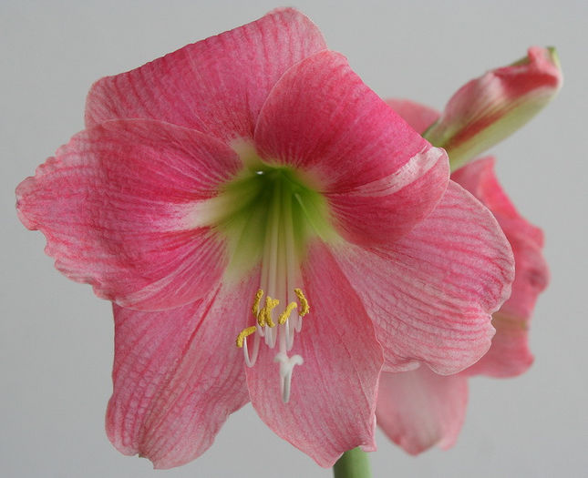 fara nume - Amaryllis - 2013