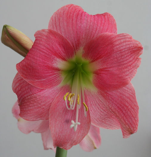 fara nume - Amaryllis - 2013