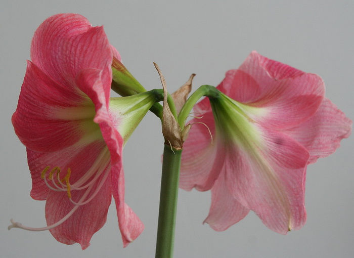 fara nume - Amaryllis - 2013