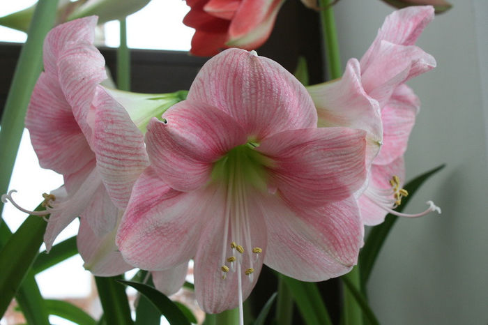 Apple Blossom - Amaryllis - 2013