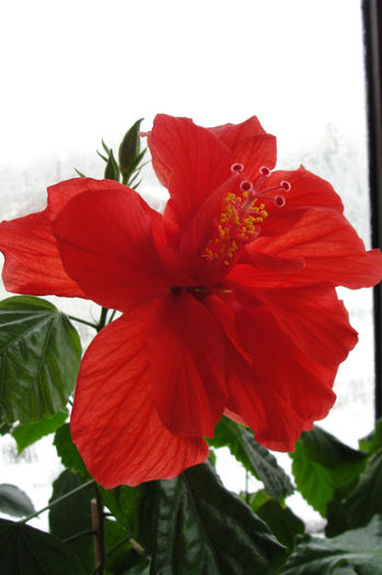 rosu dublu - Hibiscus-1