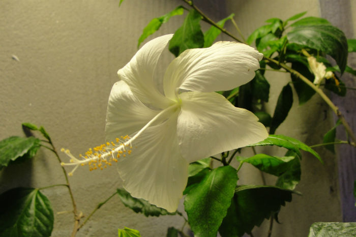  - Hibiscus-1