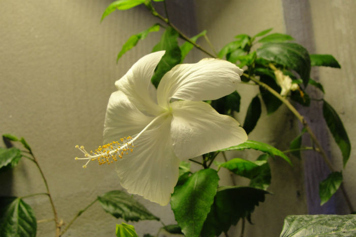  - Hibiscus-1