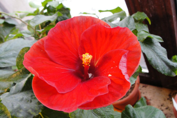 hibiscus Red Robin