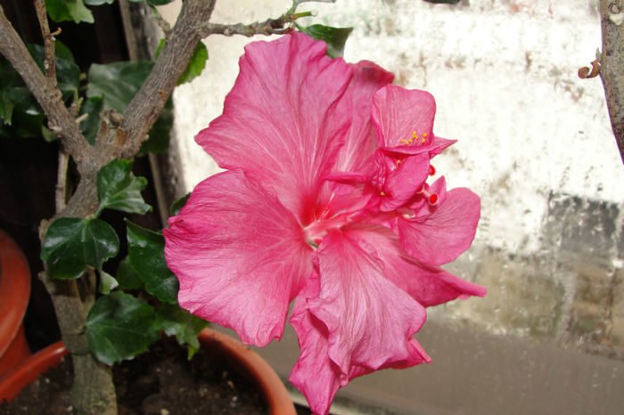 hibiscus Easter Malley