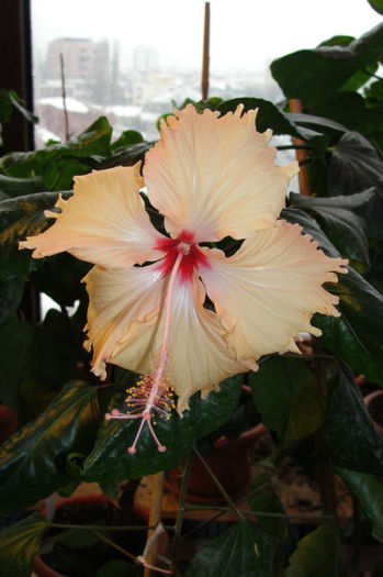 hibiscus Sprinkle Rain - Hibiscus-1