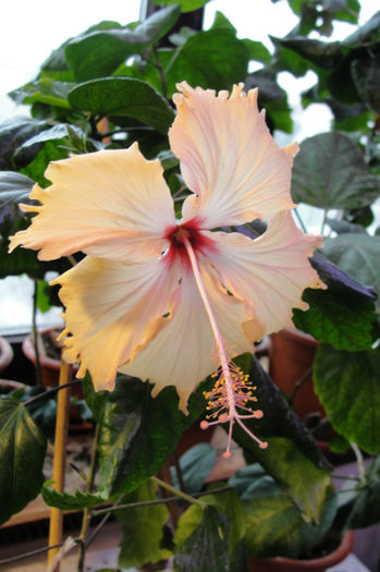  - Hibiscus-1