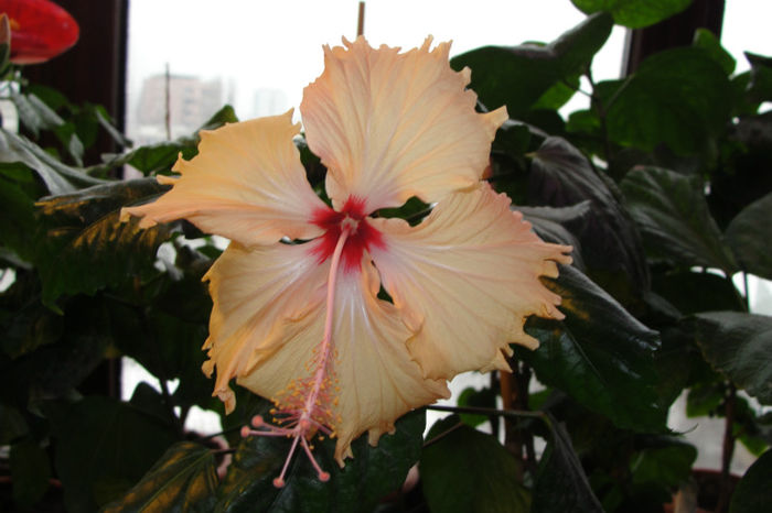  - Hibiscus-1