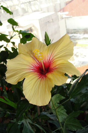  - Hibiscus-1