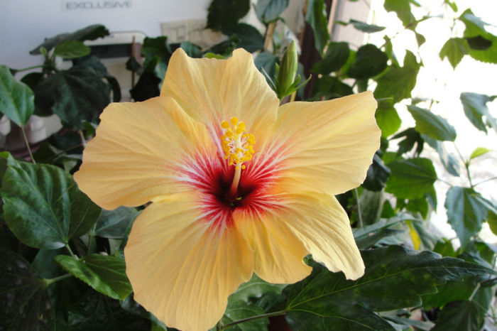  - Hibiscus-1