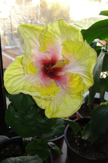 hibiscus Jolanda Gommer